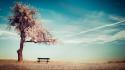 Nature cherry blossoms trees bench chairs wallpaper