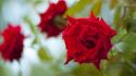 Nature flowers roses red rose blurred background wallpaper