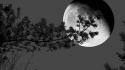 Nature trees moon shadows grayscale wallpaper