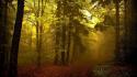 Nature trees wood forest fog track growth wallpaper