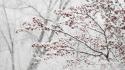 Snow trees branches wallpaper