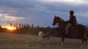 Sunset dogs fields horses western ponies nomi wallpaper