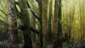 Trees wood old trunks moss ancient bark wallpaper