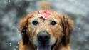 Animals dogs funny smiling felicity lovely wallpaper