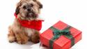 Animals dogs gifts wallpaper
