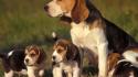Animals puppies beagle wallpaper