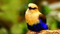 Birds blue-bellied roller wallpaper