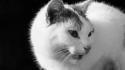Black and white cats animals pets wallpaper