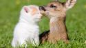 Cats animals kittens fawn baby wallpaper