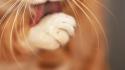 Cats animals tongue wallpaper