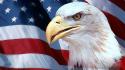 Eagles flags usa american flag birds wallpaper