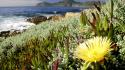 Flowers south africa national park cape town wallpaper