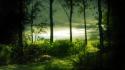 Green nature trees forest mysterious wallpaper