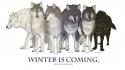 Is coming direwolf ghost house stark wolves wallpaper
