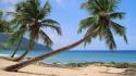 Landscapes beach sand palm trees virgin islands wallpaper
