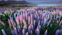 Landscapes nature flowers new zealand lakes lupine wallpaper