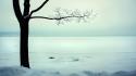 Landscapes nature snow cold branches wallpaper