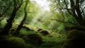 Landscapes trees forest stones moss wallpaper