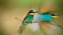 National geographic bee eaters birds wallpaper