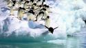 Penguins icebergs antarctica birds wallpaper