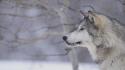 Snow animals gray wolf wallpaper