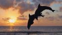 Sunset animals jumping islands dolphins bay sea wallpaper