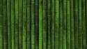 Wall bamboo wallpaper
