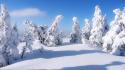 Winter snow trees covered wallpaper