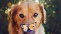 Animals dogs butterflies wallpaper