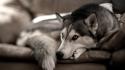 Animals dogs husky siberiano wallpaper