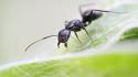 Animals insects ant makro wallpaper