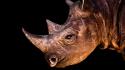 Animals rhinoceros black background wallpaper
