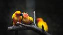 Birds parrots affection branches wallpaper