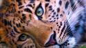 Close-up animals leopards wallpaper