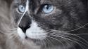 Close-up cats blue eyes animals whiskers wallpaper