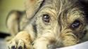 Close-up eyes animals dogs portraits wallpaper