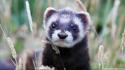 Close-up nature animals ferret wallpaper