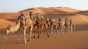 Desert camels morocco rajasthan wallpaper
