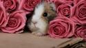 Flowers animals cardboard guinea pigs roses pink wallpaper