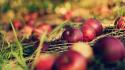 Fruits apples autumn wallpaper