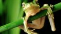 Green close-up nature frogs wallpaper