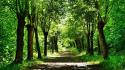 Green nature trees forests paths wallpaper