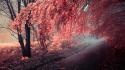 Nature autumn janek-sedlar wallpaper