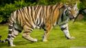 Nature cats animals tigers wallpaper