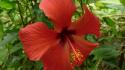Nature flowers hibiscus red wallpaper