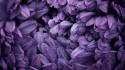 Nature flowers violet purple flower petals wallpaper