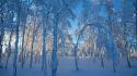 Nature winter snow sun forest leaves frost wallpaper