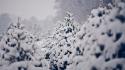 Nature winter snow trees pine wallpaper