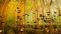 Nature yellow ponds tadpole underwater wallpaper