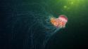 Ocean nature jellyfish underwater alexander semenov sea wallpaper